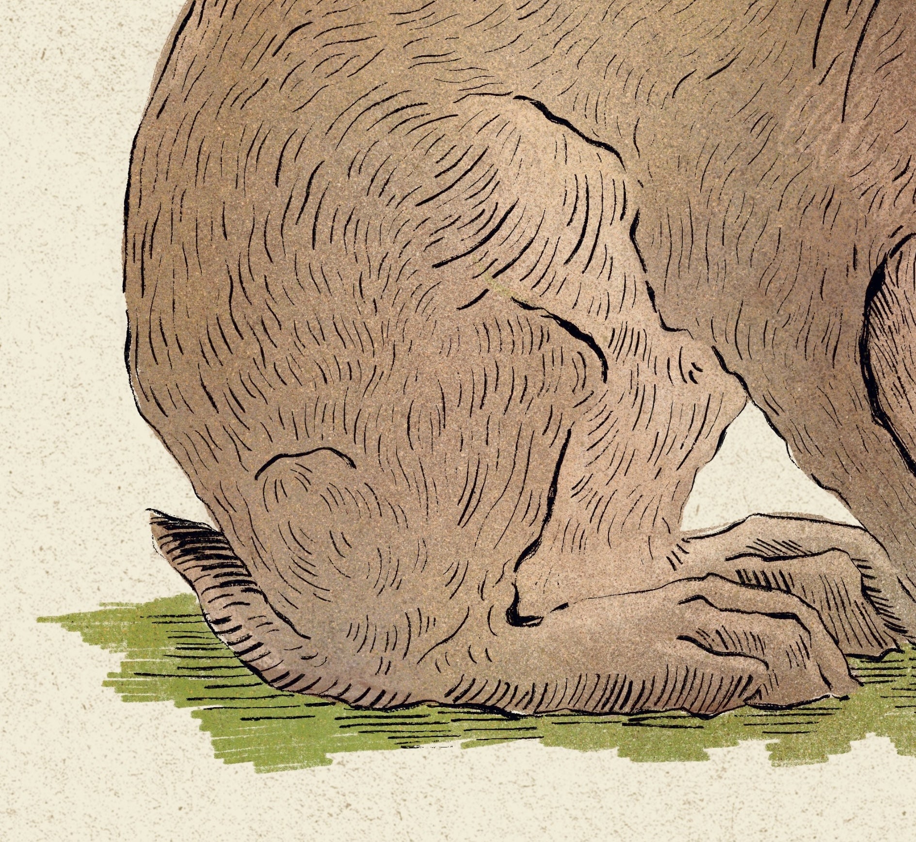 The Hare